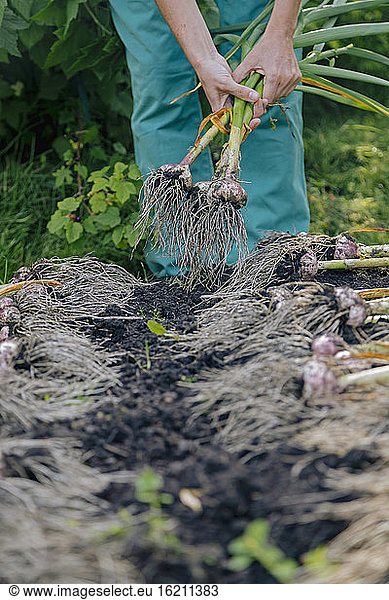 Woman gardening in onion garden