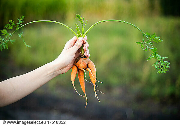 Woman harvest carrots from her garden