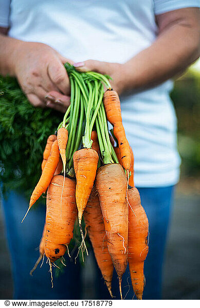 Woman harvest carrots from her garden