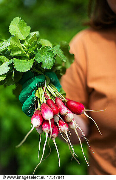 Woman harvest radish from her garden
