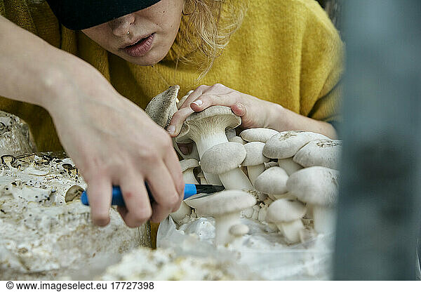 Woman harvesting cultivated edible fungus (King Oyster Mushroom also known as King Trumpet Mushroom  Pleurotus eryngii  ) at fungi farm.