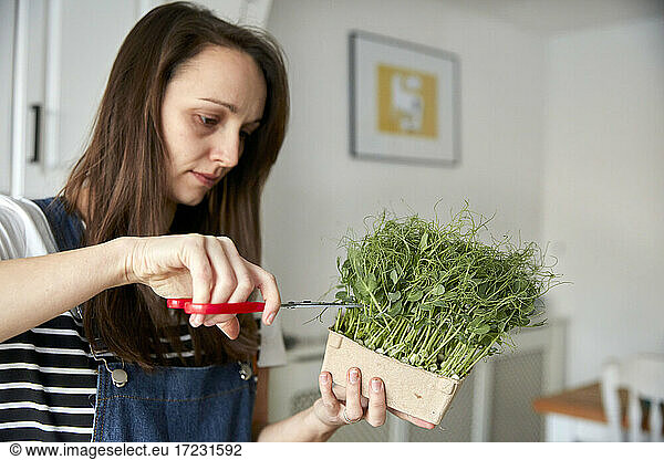 Woman harvesting microgreen pea seedlings using scissors