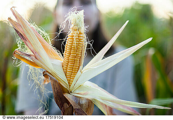 Woman harvests corn from her garden