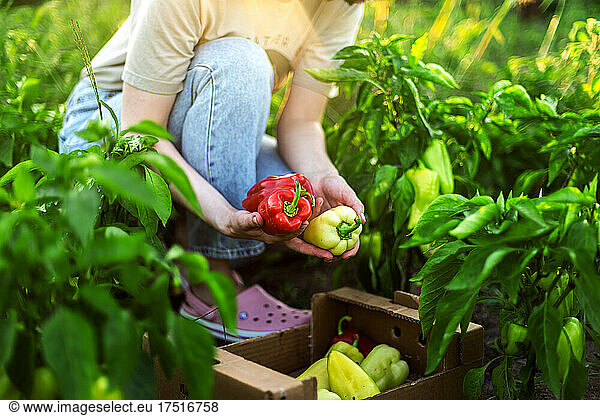 Woman Harvests Peppers From Her Garden