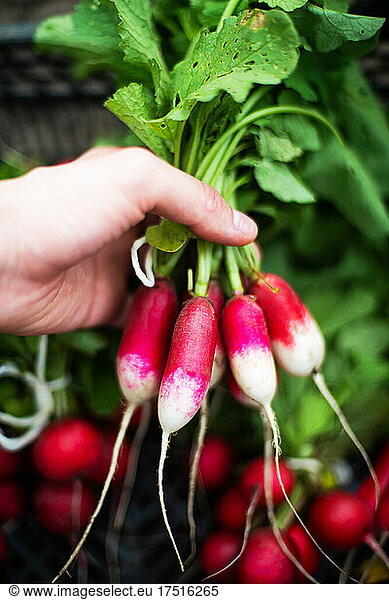 Woman harvests radish from her garden