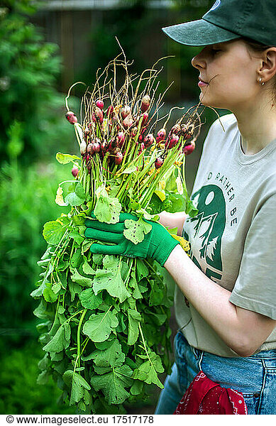 Woman harvests radish from her garden