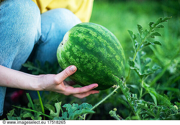 Woman harvests watermelon from her garden