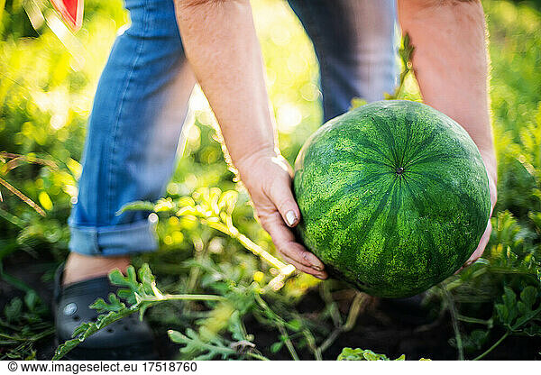 Woman harvests watermelon from her garden
