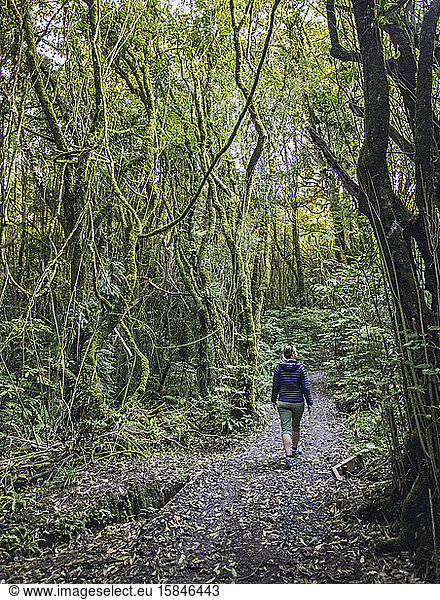 Woman hiker walks through woods at Rotokare Scenic Reserve New Zealand