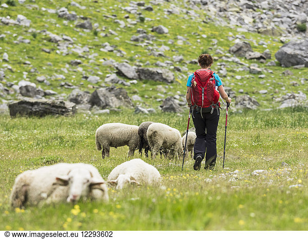Woman hiker with sheep in the High Pyrenees descending Oulettes d'Ossoue towards Gavarnie  France