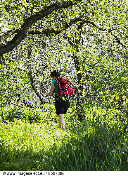 Woman hiking through meadow with cherry tree near Eichstetten  Baden-Württemberg  Germany