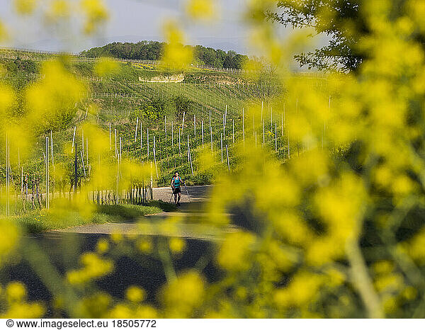Woman hiking through vineyard terraces and village of Oberrotweil  Baden-Württemberg  Germany