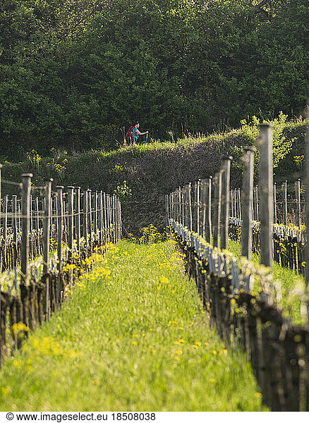 Woman hiking through vineyard terraces near village of Oberrotwei  Baden-Württemberg  Germany
