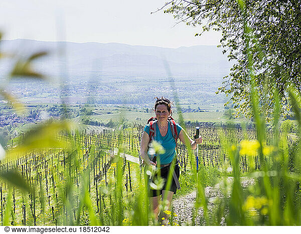 Woman hiking through vineyards near Eichstetten  Baden-Württemberg  Germany