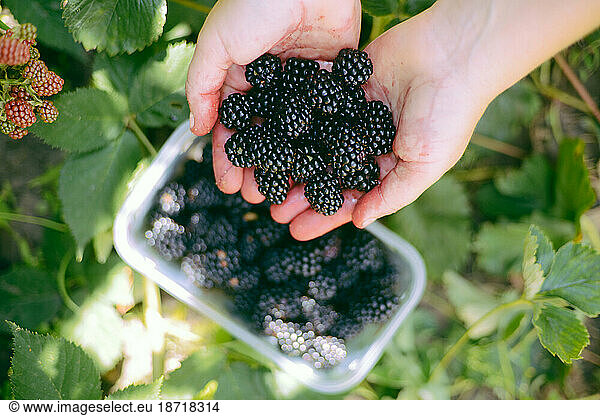 Woman holding a basket of blackberries outdoor