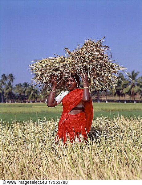 Woman holding a bunch of sheaves with rice on head and standing in a rice field  Coimbatore  Tamil Nadu  India  Asia
