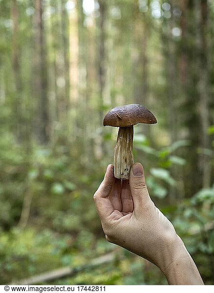 Woman holding bolete mushroom in forest