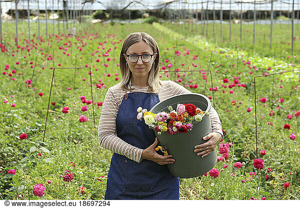 Woman holding bucket with Ranunculus flowers in greenhouse