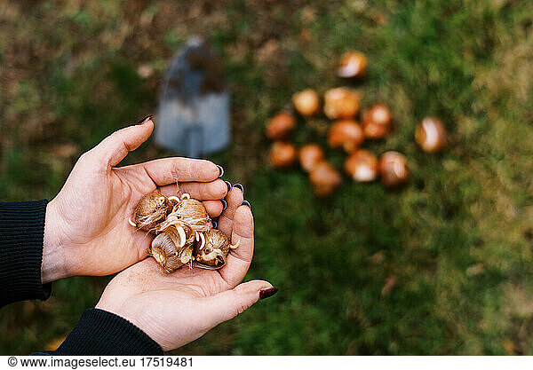 woman holding crocus bulbs for fall planting