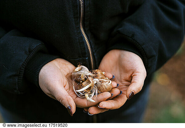woman holding crocus bulbs for planting in November