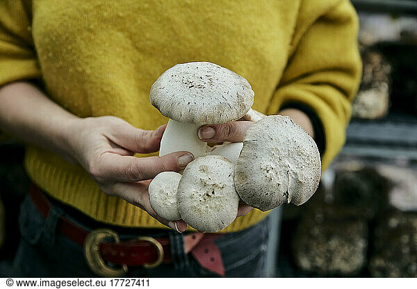 Woman holding cultivated edible fungus (King Oyster Mushroom also known as King Trumpet Mushroom  Pleurotus eryngii  ) at fungi farm.