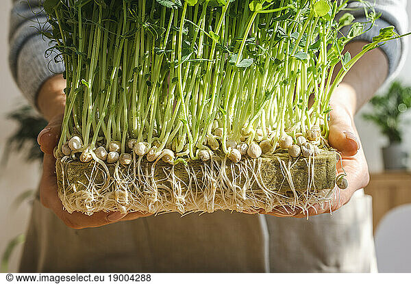 Woman holding fresh green pea sprouts