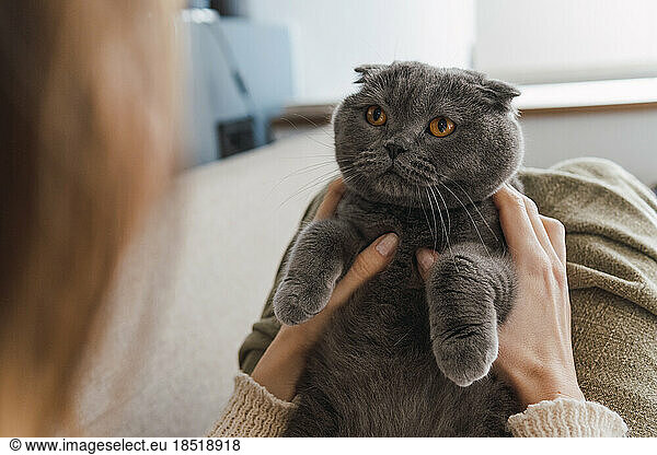 Woman holding gray cat at home
