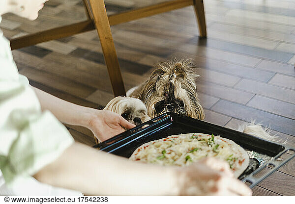 Woman holding pizza dough in tray with dog at home