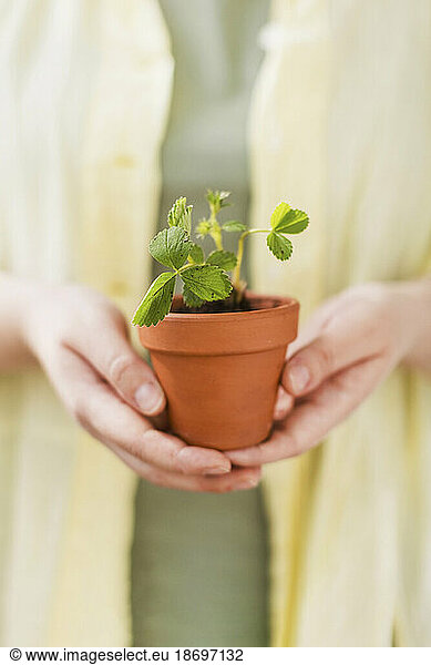 Woman holding planted strawberry seedlings in terracotta pot