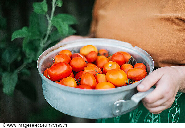Woman holding red tomatoes from her garden