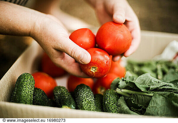 Woman holding red tomatoes in garden