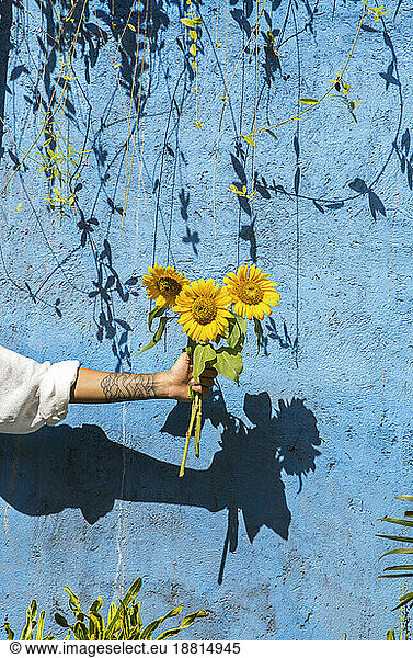 Woman holding sunflower in front of blue concrete wall