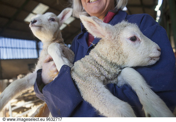 Woman holding two lambs in her arms. New spring lambs in the lambing shed.