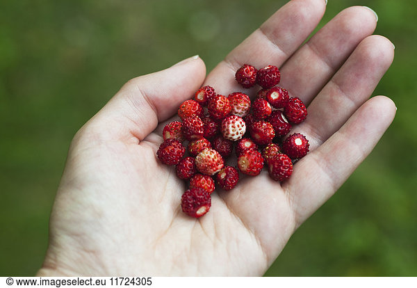 Woman holding wild strawberries