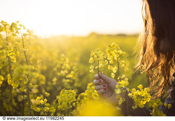Woman holding yellow canola flower in field