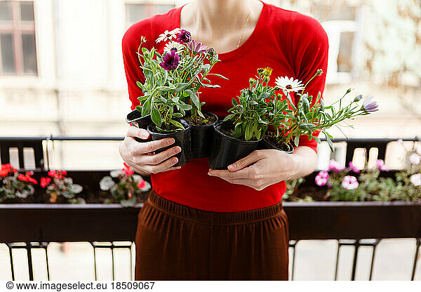 woman holds seedlings of flowers in spring before planting in pots