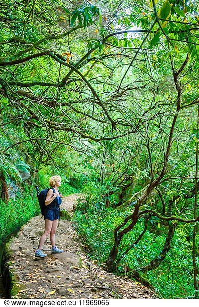 Woman in a laurisilva or laurel forest. Levada de Caldeirao Verde. Santana. Madeira. Portugal  Europe.