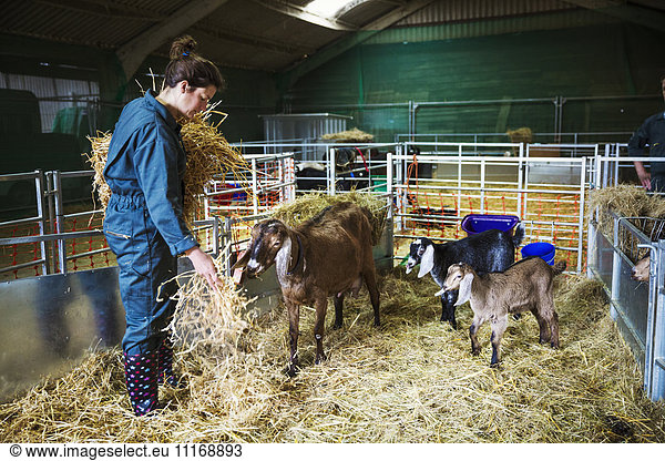 Woman in a stable with goats  scattering straw on the floor.