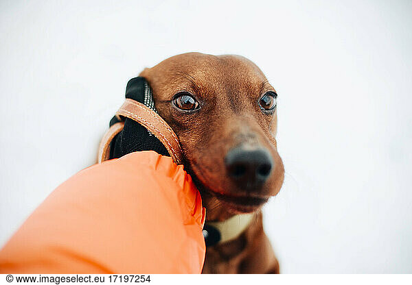 woman in orange jacket playing with dog in winter.