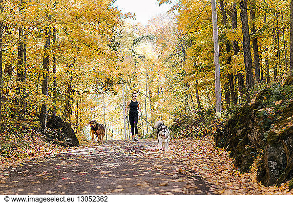 Woman jogging with dogs on leash in forest