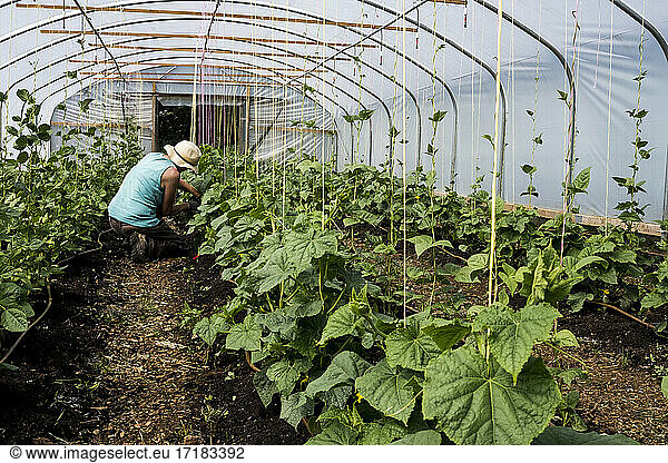 Woman kneeling in a poly tunnel  tending courgette plants.