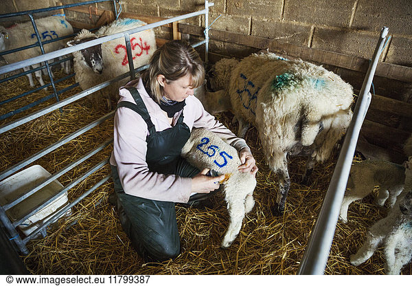 Woman kneeling in a stable  painting a blue number on a newbon lamb.