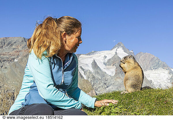 Woman looking at Alpine Marmot eating on sunny day  Carinthia  Austria