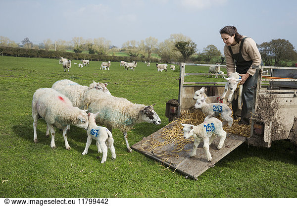 Woman on a pasture  unloading sheep and newborn lambs with numbers painted on their sides from a trailer.