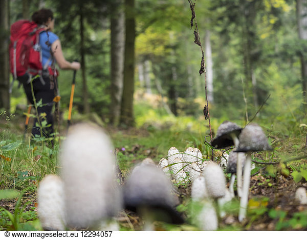 Woman on hiking tour passing by mushroom in the Northern Black Forest  Bad Wildbad  Baden-Württemberg  Germany