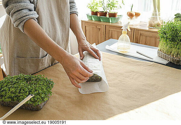 Woman packing microgreens for sale at home