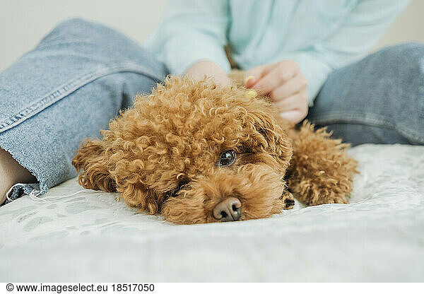 Woman petting brown poodle dog at home