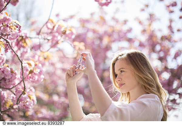 Woman photographing pink blossoms on tree