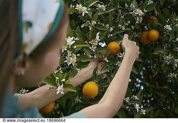 Woman picking fresh oranges from tree in orchard
