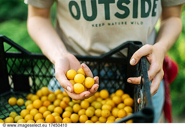 Woman picking mini yellow plums
